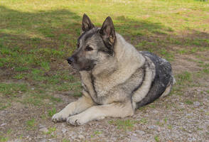 Norwegian Elkhound